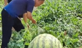 吃瓜群众3免费阅读,揭秘“吃瓜群众3”免费阅读背后的故事